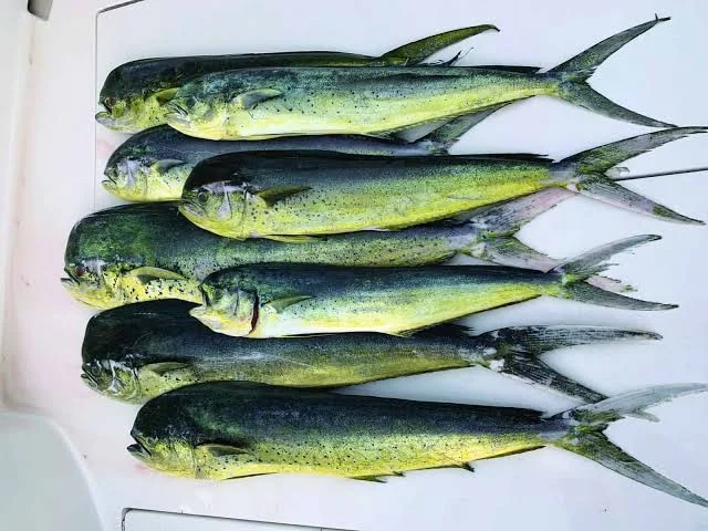 Mahi mahi fillets