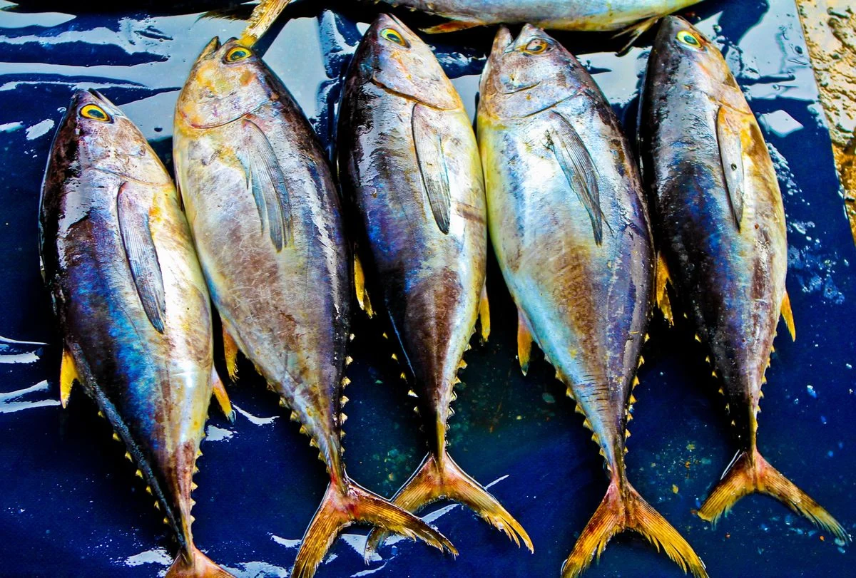 Yellowfin tuna on ice