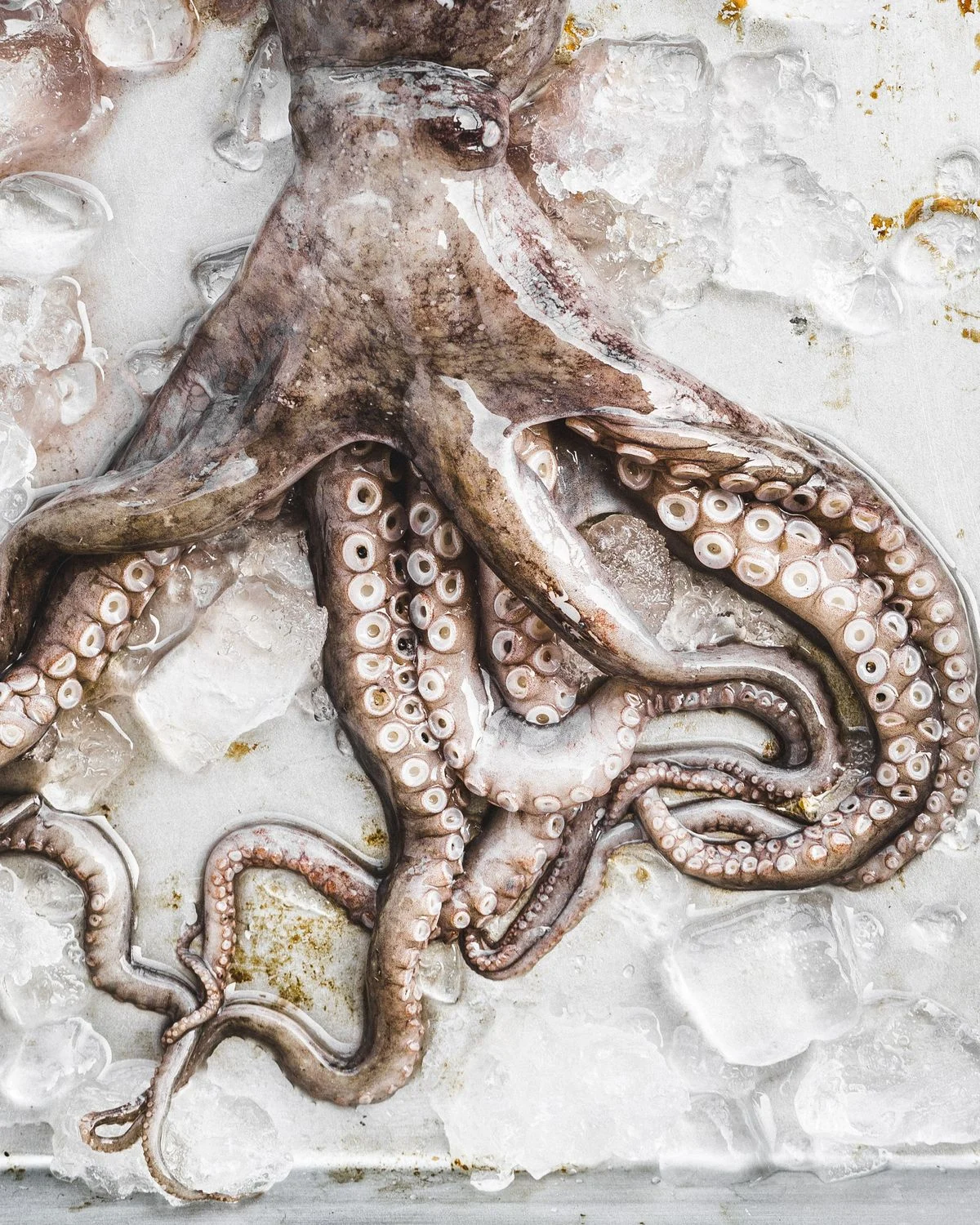 Octopus