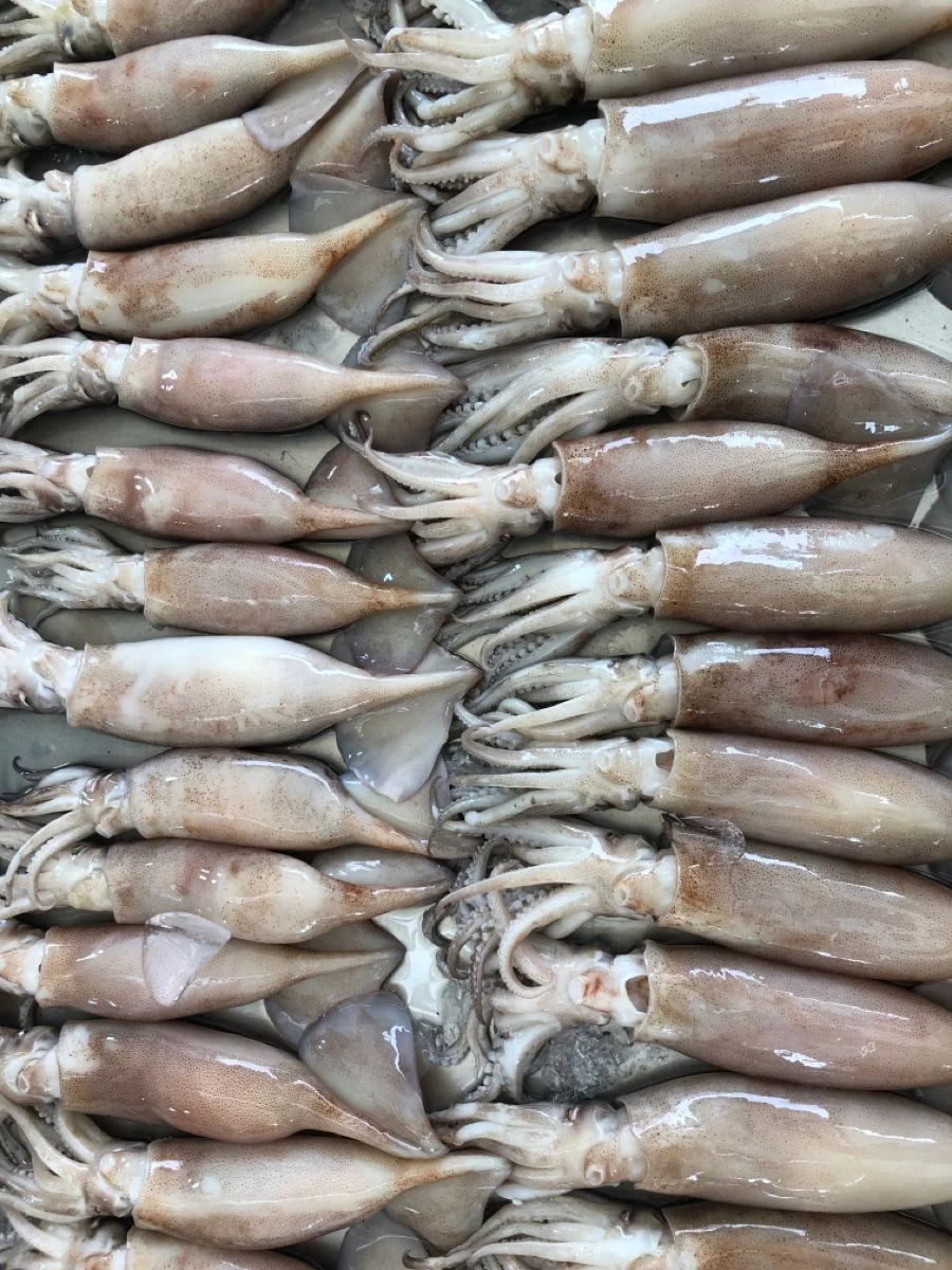 Cuttlefish