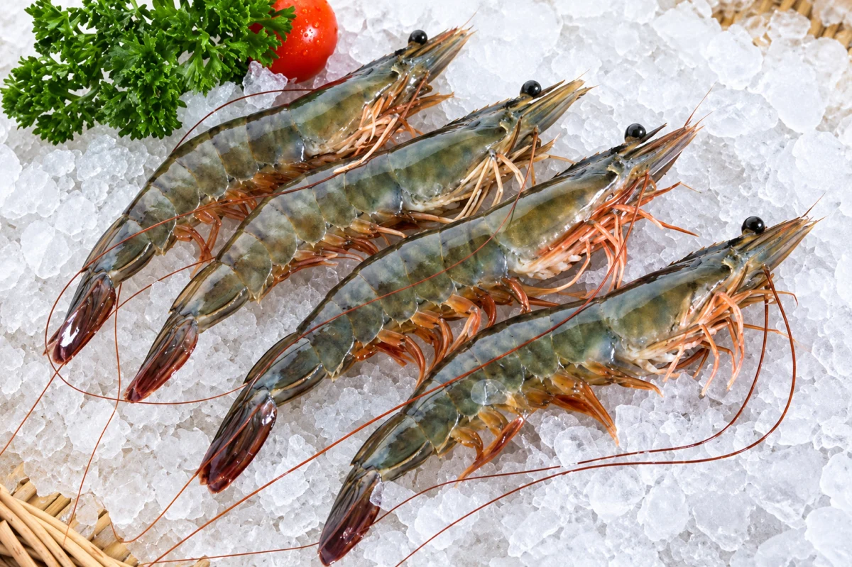Vannamei shrimp